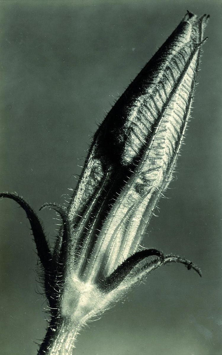photographs · Van Ham Kunstauktionen · 2011-06-10 Paul (1887) Wolff comparable auction result: photographs