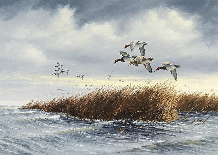 David A Maass comparable auction result: canvasbacks