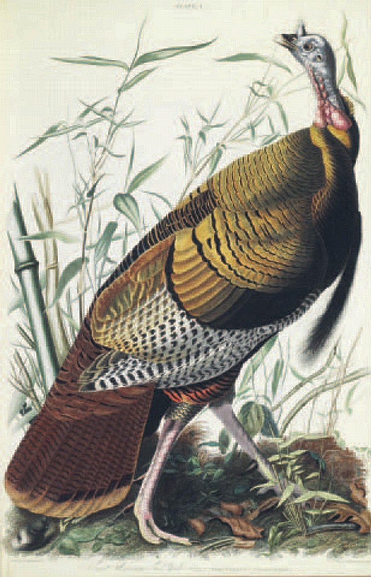AUDUBON, John James (1785-1851). The Birds of America; from Original Drawings . London: Published by the Author, 1827-1838. comparable sale