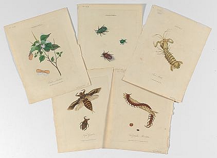 Edward Donovan comparable auction result: edward donovan irish 1768 1837 five plates from an epitome of the natural history of the insects of china ca 1798