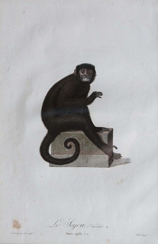 Jean Baptiste Audebert comparable auction result: jean baptiste audebert 6 bird engravings